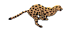 cheetah1.gif (7232 byte)